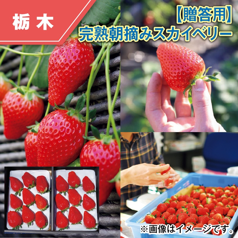 【贈答用】完熟朝摘みスカイベリー 送料込み