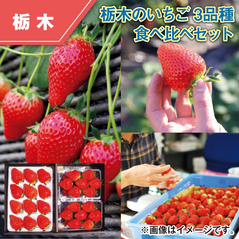 栃木のいちご３品種　食べ比べセット 送料込み