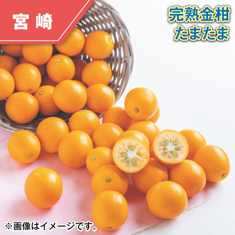 完熟金柑　たまたま 送料込み