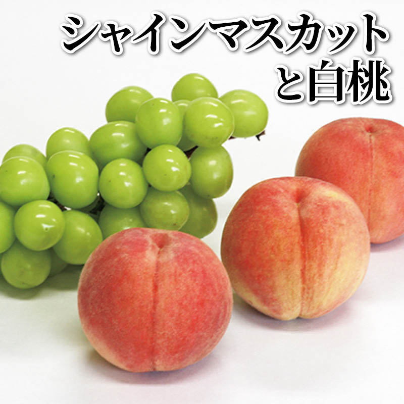シャインマスカットと白桃 送料込み