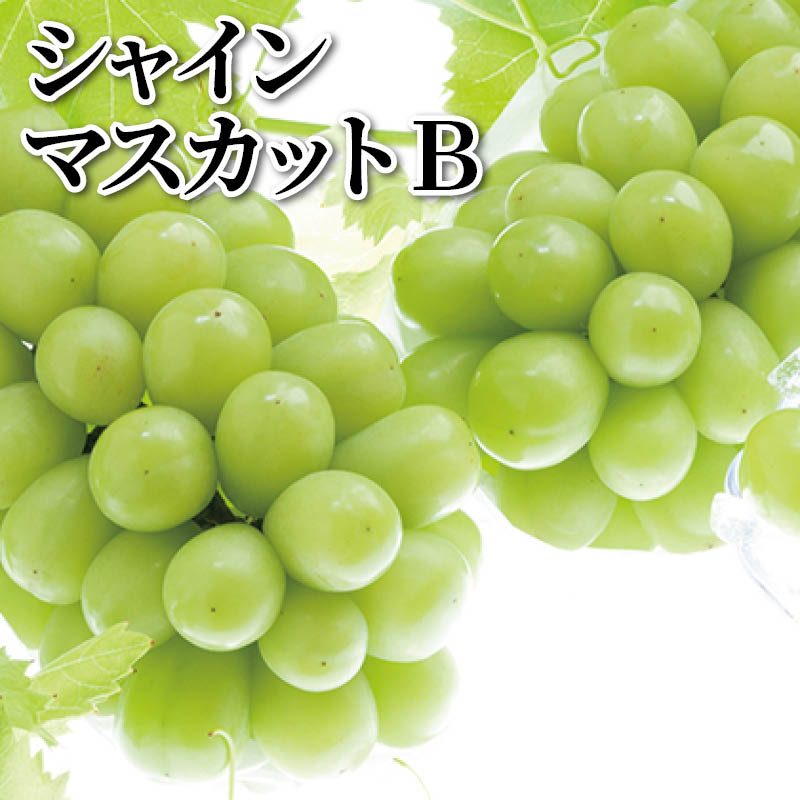シャインマスカット　Ｂ 送料込み