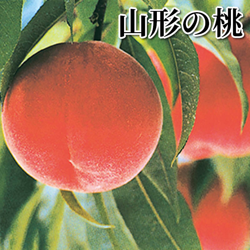 山形の桃 送料込み