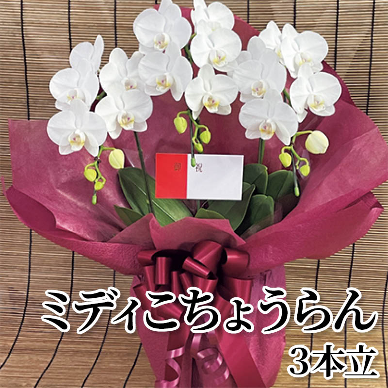 ミディこちょうらん　３本立 送料込み