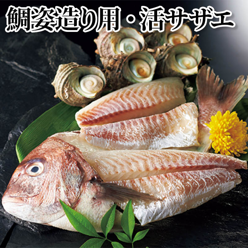 鯛姿造り用・活サザエ 送料込み