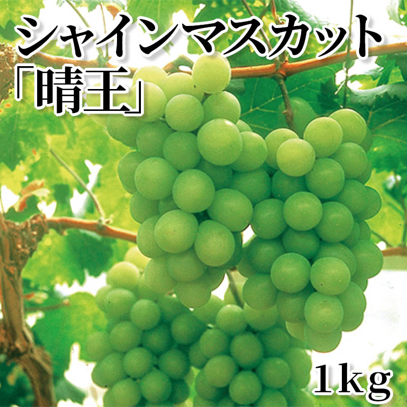 シャインマスカット「晴王」　１ｋｇ 送料込み