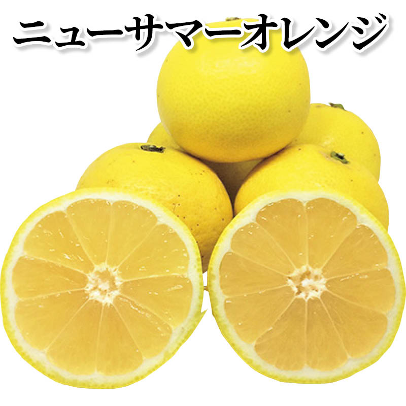 ニューサマーオレンジ 送料込み