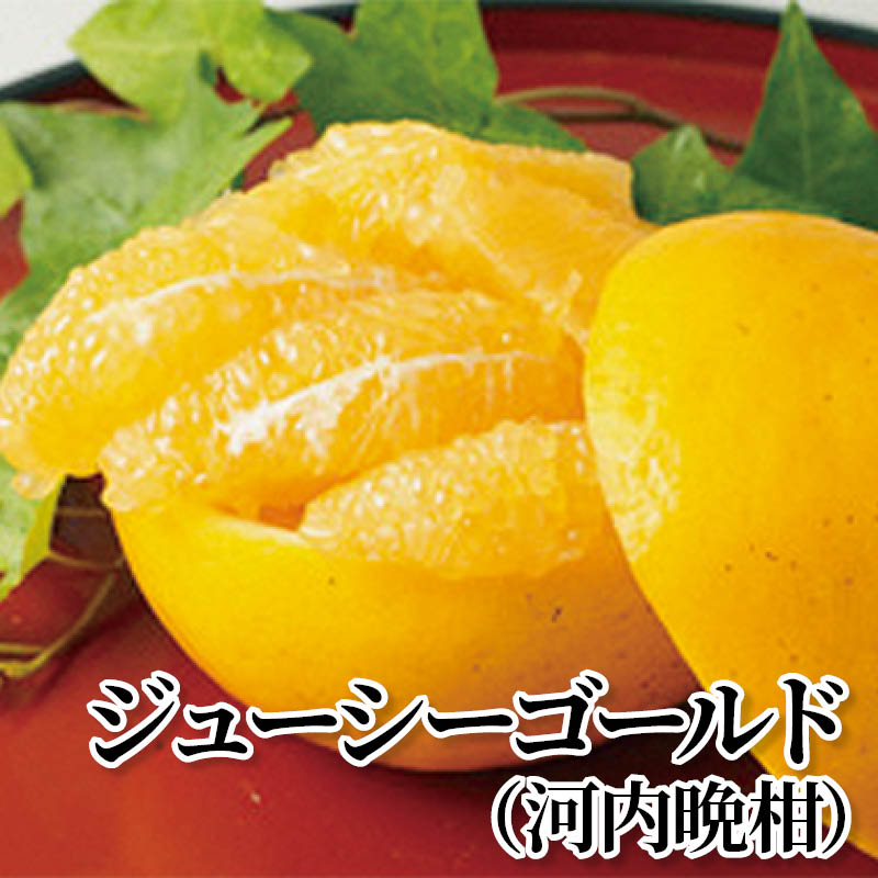 ジューシーゴールド（河内晩柑） 送料込み