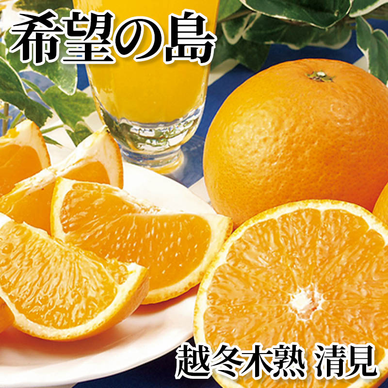 希望の島　越冬木熟　清見 送料込み