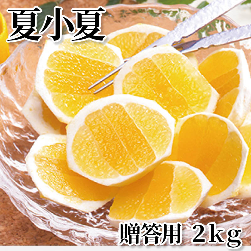 夏小夏　贈答用　２ｋｇ 送料込み