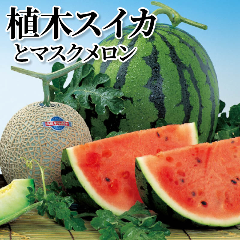植木スイカとマスクメロン 送料込み
