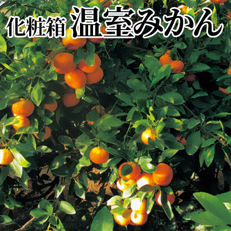 化粧箱温室みかん 送料込み