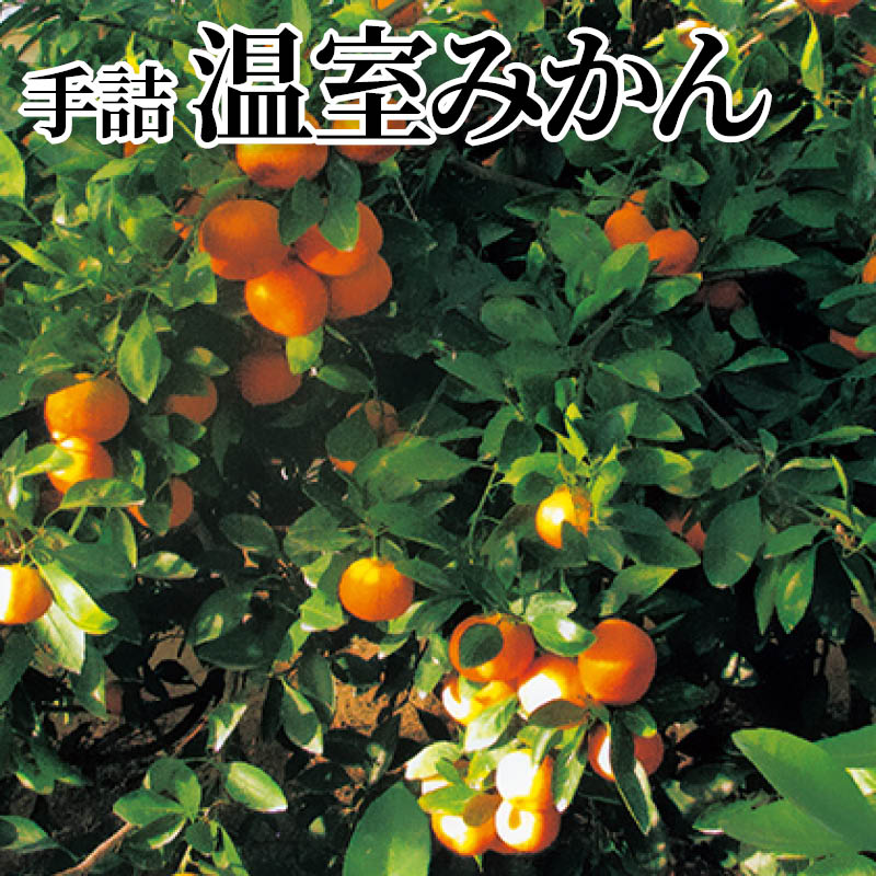 手詰温室みかん 送料込み