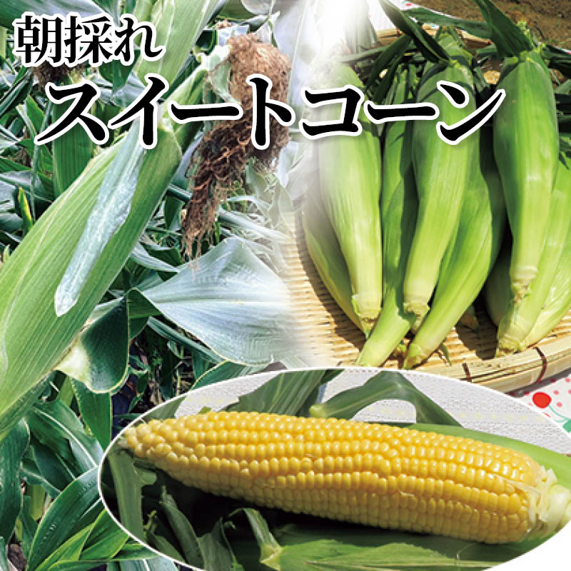 朝採れスイートコーン 送料込み