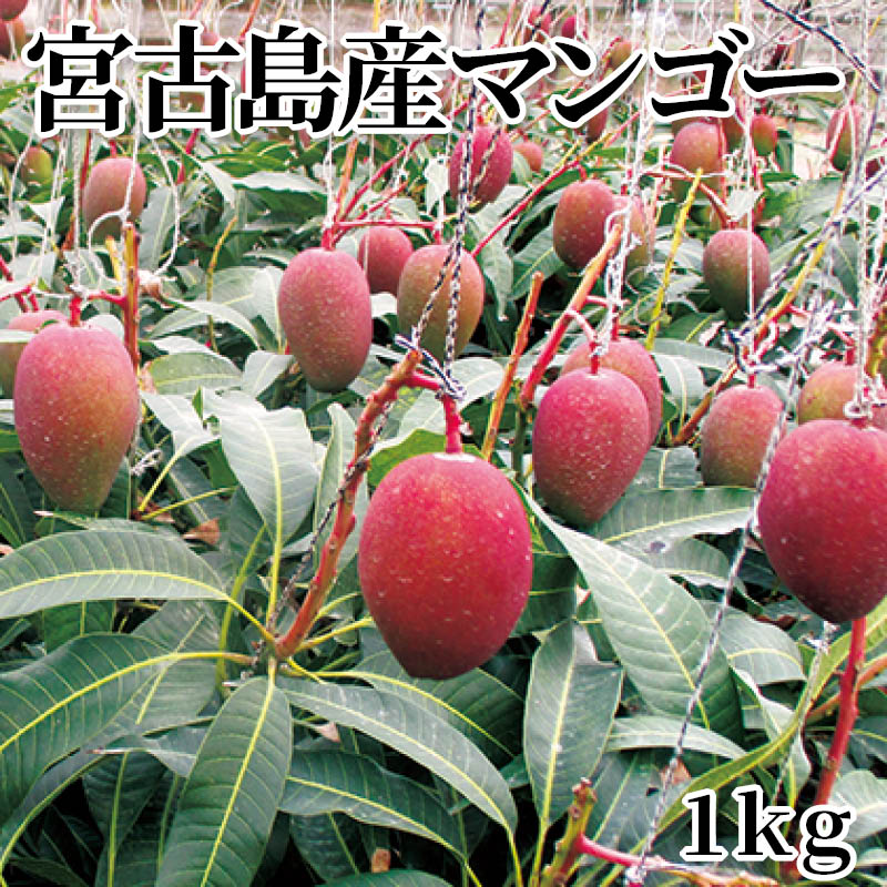 宮古島産マンゴー　１ｋｇ 送料込み