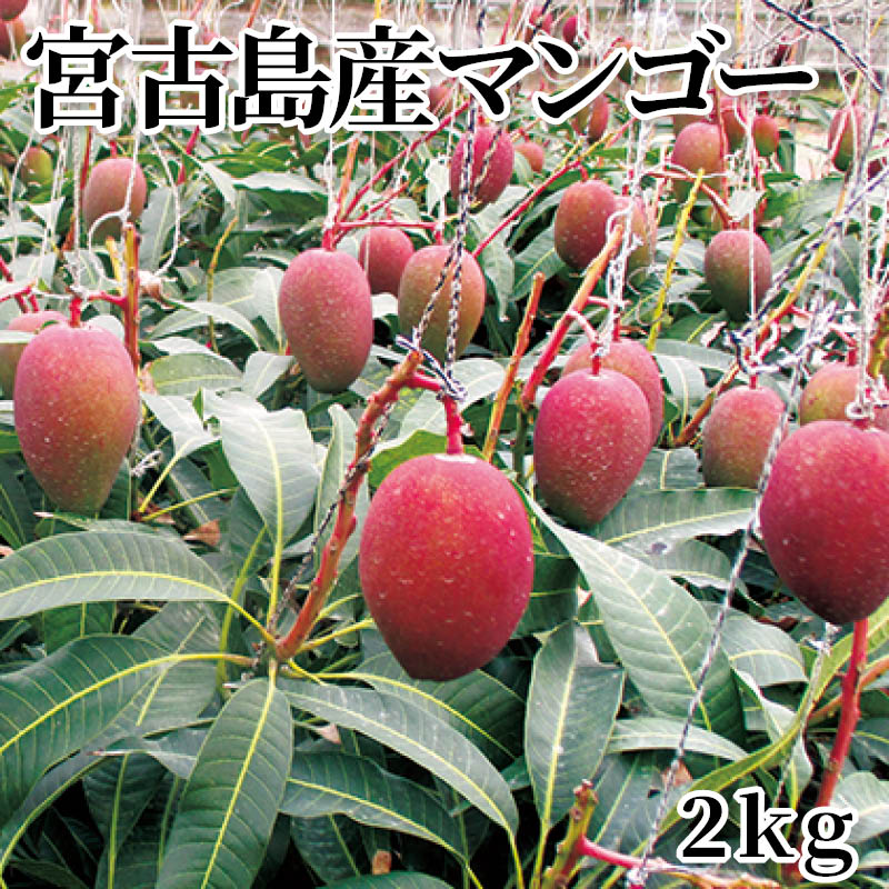 宮古島産マンゴー　２ｋｇ 送料込み