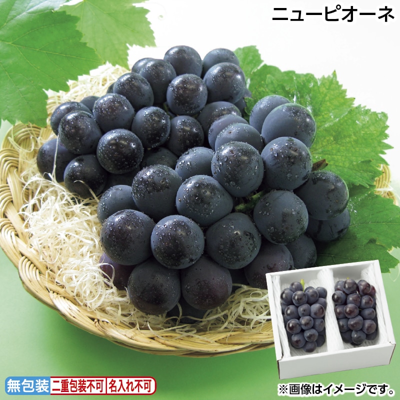 早割！お中元 ニューピオーネ 御中元 夏ギフト ギフト 贈答 送料込み