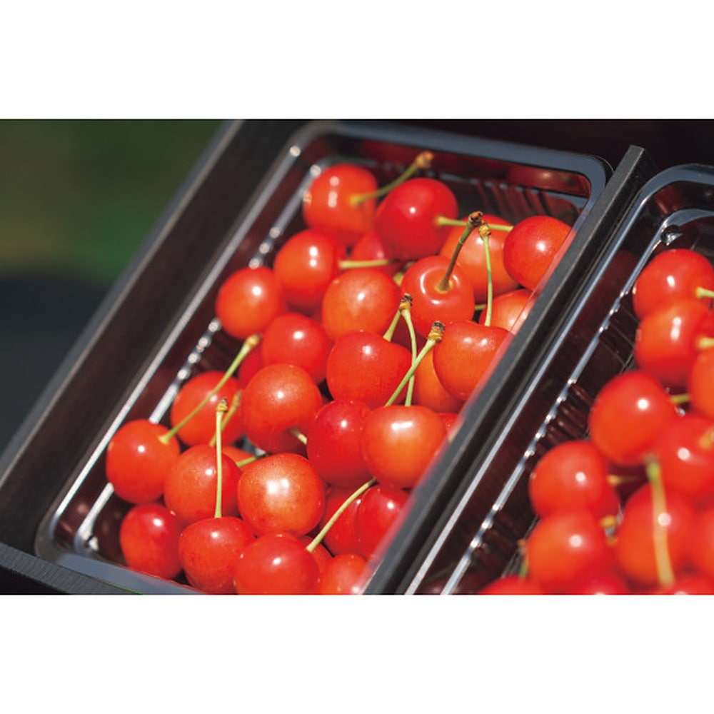 ◆【お中元限定】アンスリーファーム 佐藤錦(秀品)(600g)◇ メーカー直送 ▼返品・キャンセル不可【他商品との同時購入不可】