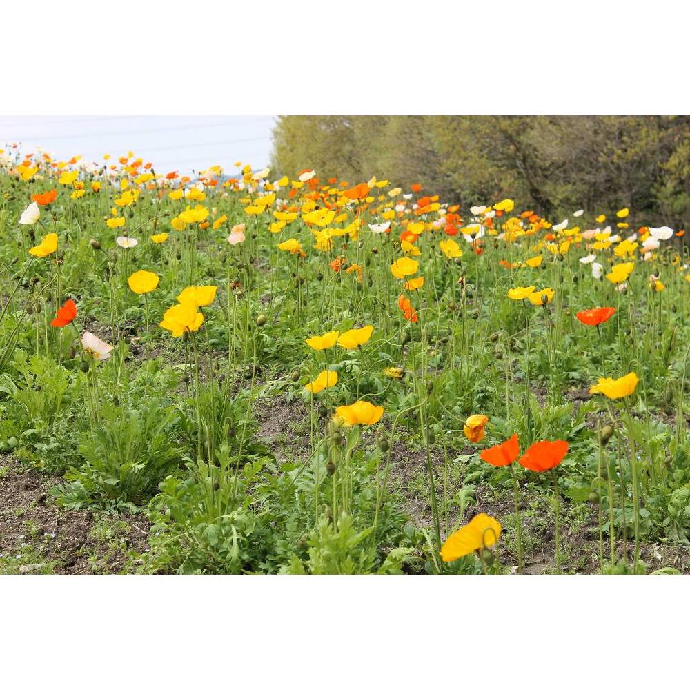 H005901 ハイポネックス 緑化培養土 (1袋入) メーカー直送 ▼返品・キャンセル不可【他商品との同時購入不可】