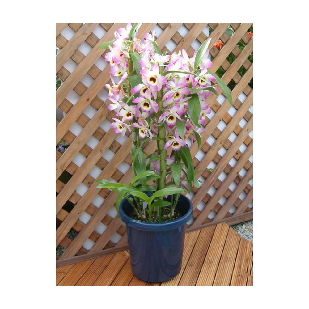 アップルウェアー 長鉢F型 ブルー ブルー