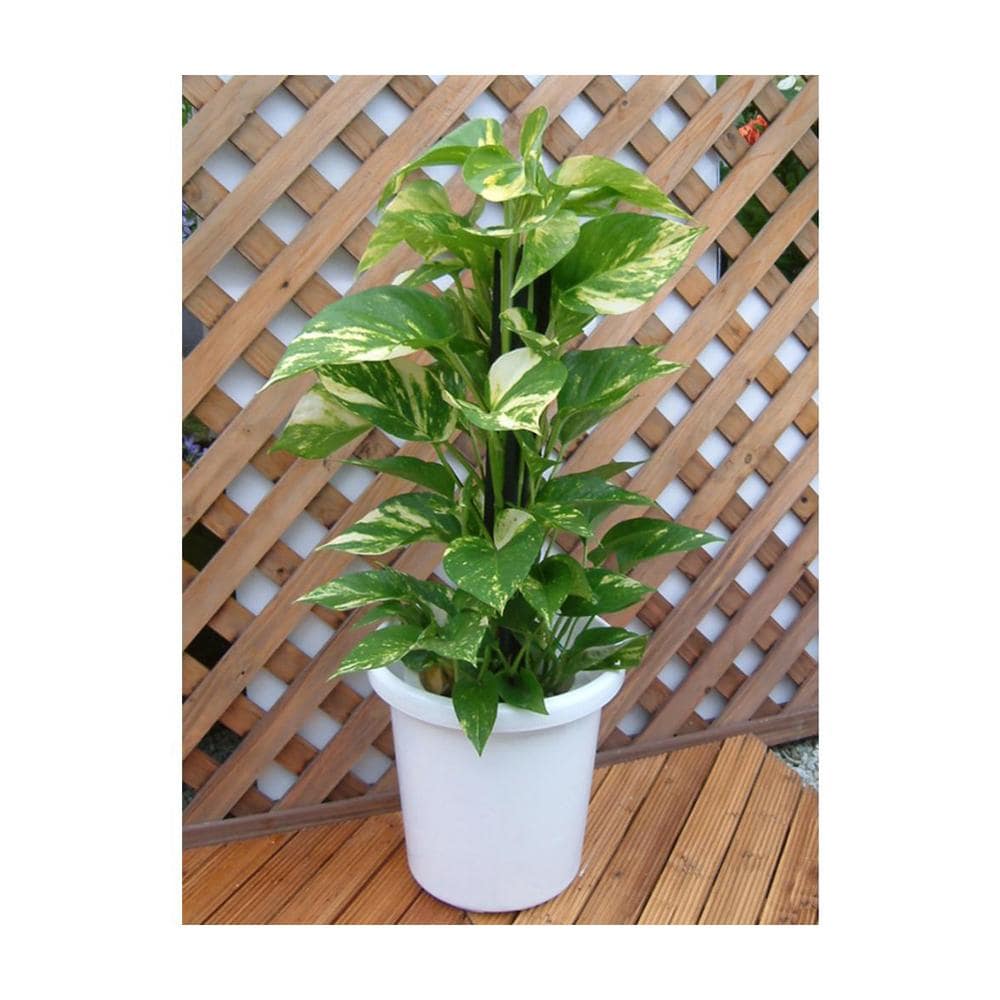 アップルウェアー 長鉢F型 ホワイト ホワイト