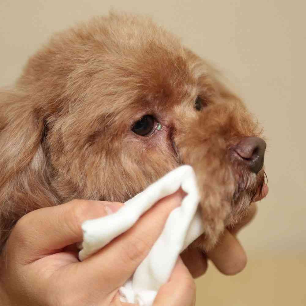 トーラス涙やけ・イヤー