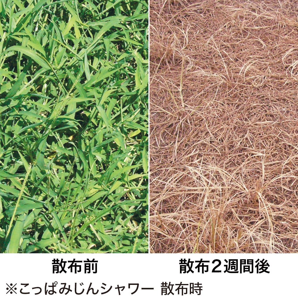 (農)レインボー薬品 こっぱみじんシャワー 2L