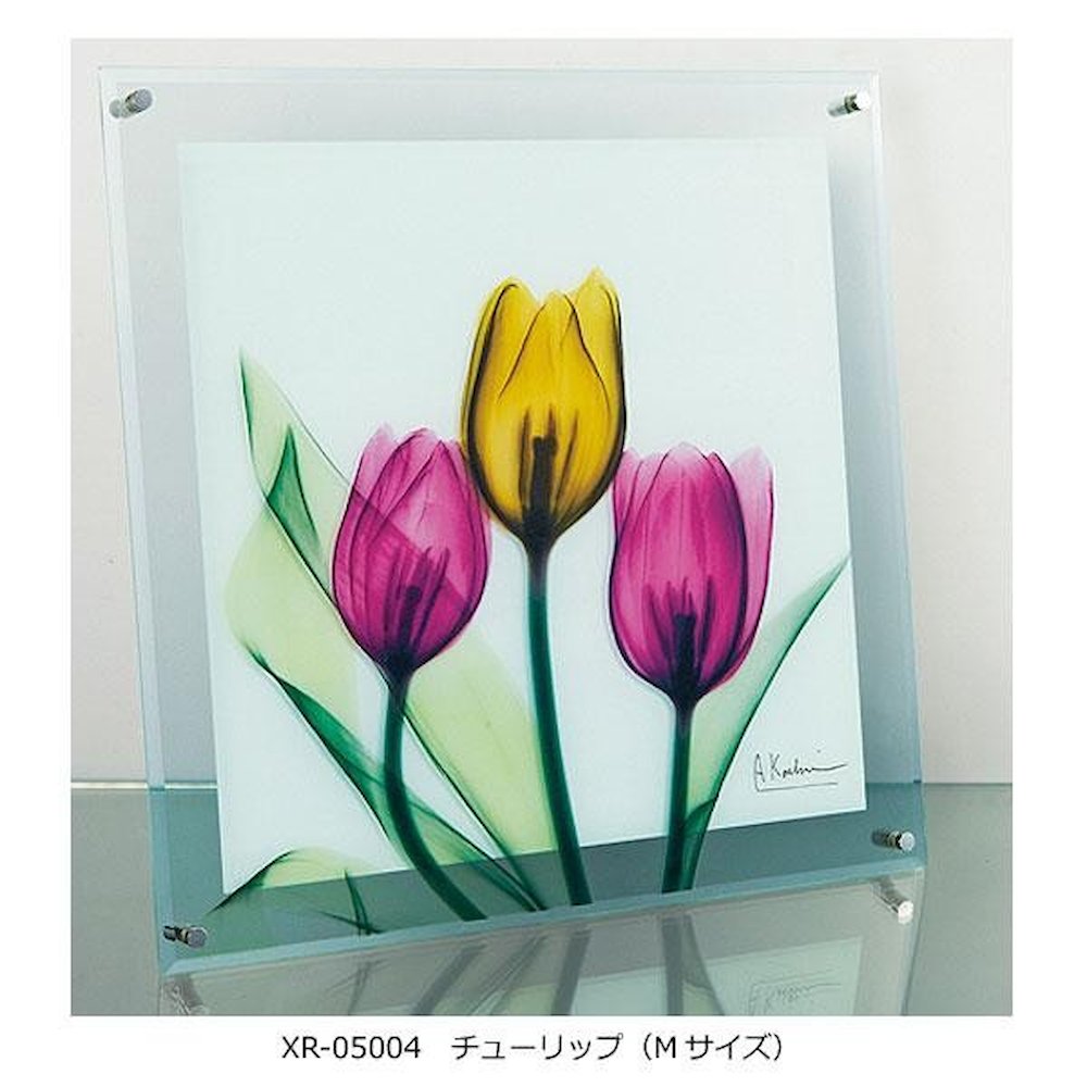 X RAY ガラス アート チューリップ Mサイズ 【直送品】 返品・キャンセル・他商品と同時購入は不可