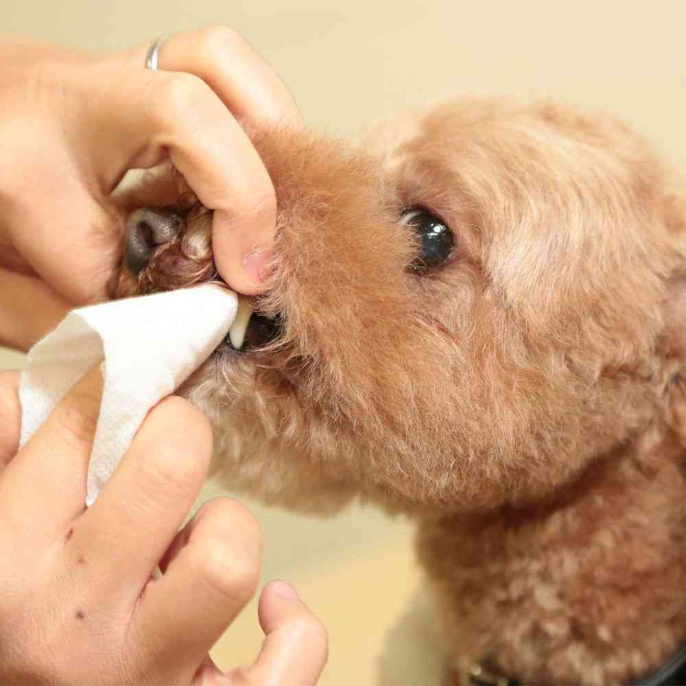 トーラスプラケアシート