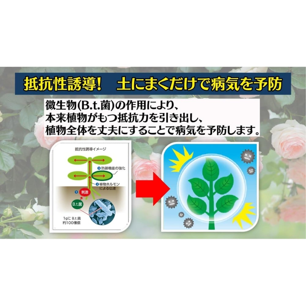 (農)住友化学園芸 マイローズ ベニカBT殺菌粒剤 500g