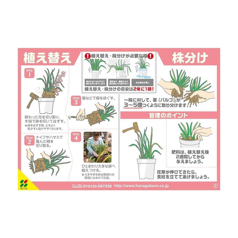 花ごころ 洋らんの培養土 5L