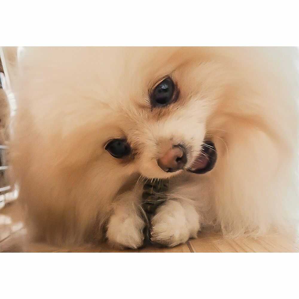 デンティ3フェアリーEX SS 20本/120g