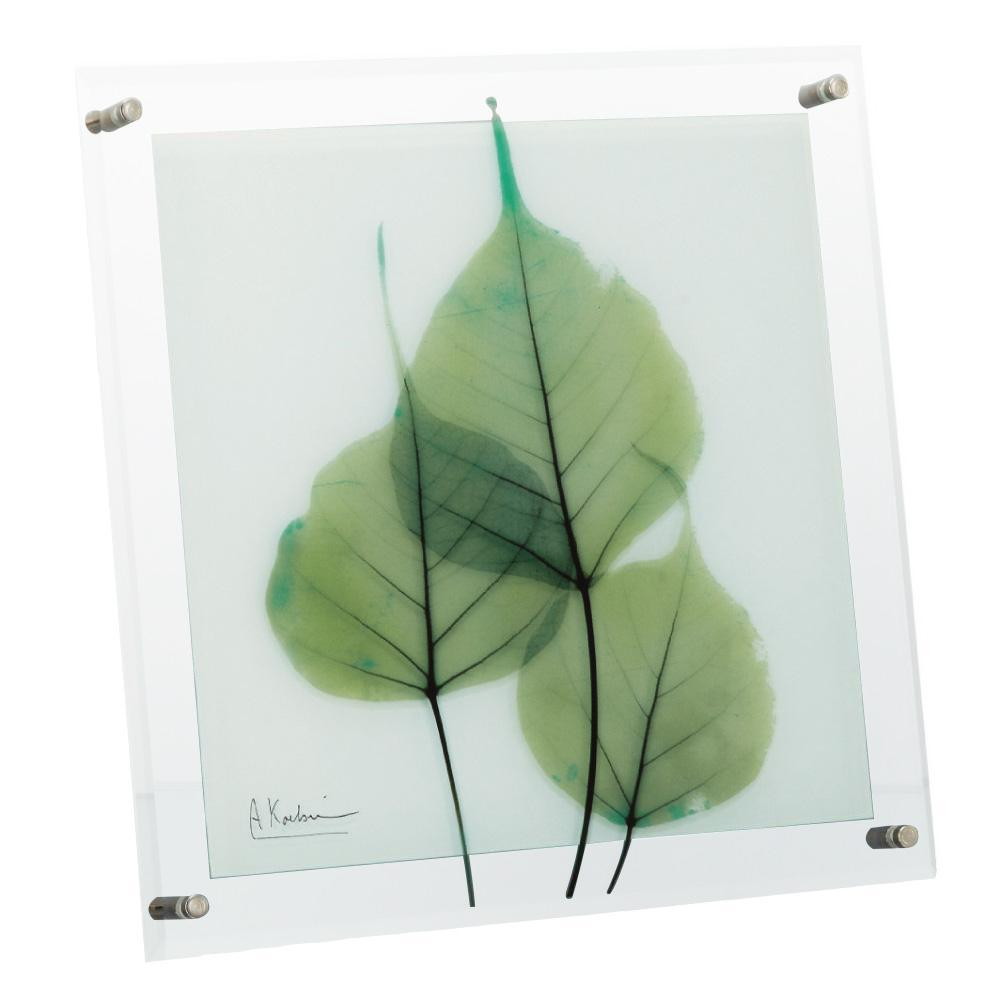 X RAY ガラス アート 「グリーン ユーカリ」 Mサイズ 【直送品】 返品・キャンセル・他商品と同時購入は不可