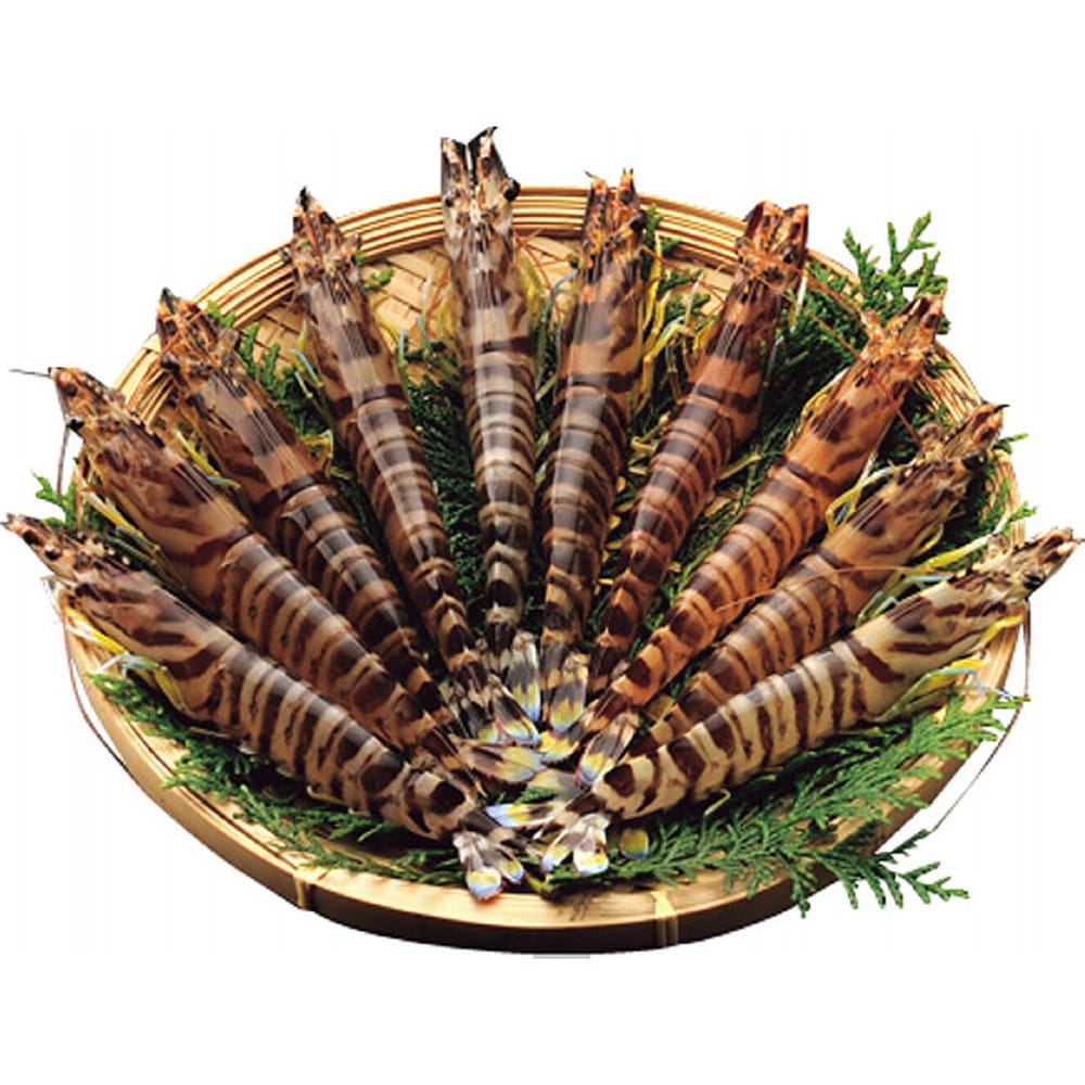 ◆【お歳暮限定】大型活き車海老（230g）◇メーカー直送 ▼返品・キャンセル不可【他商品との同時購入不可】