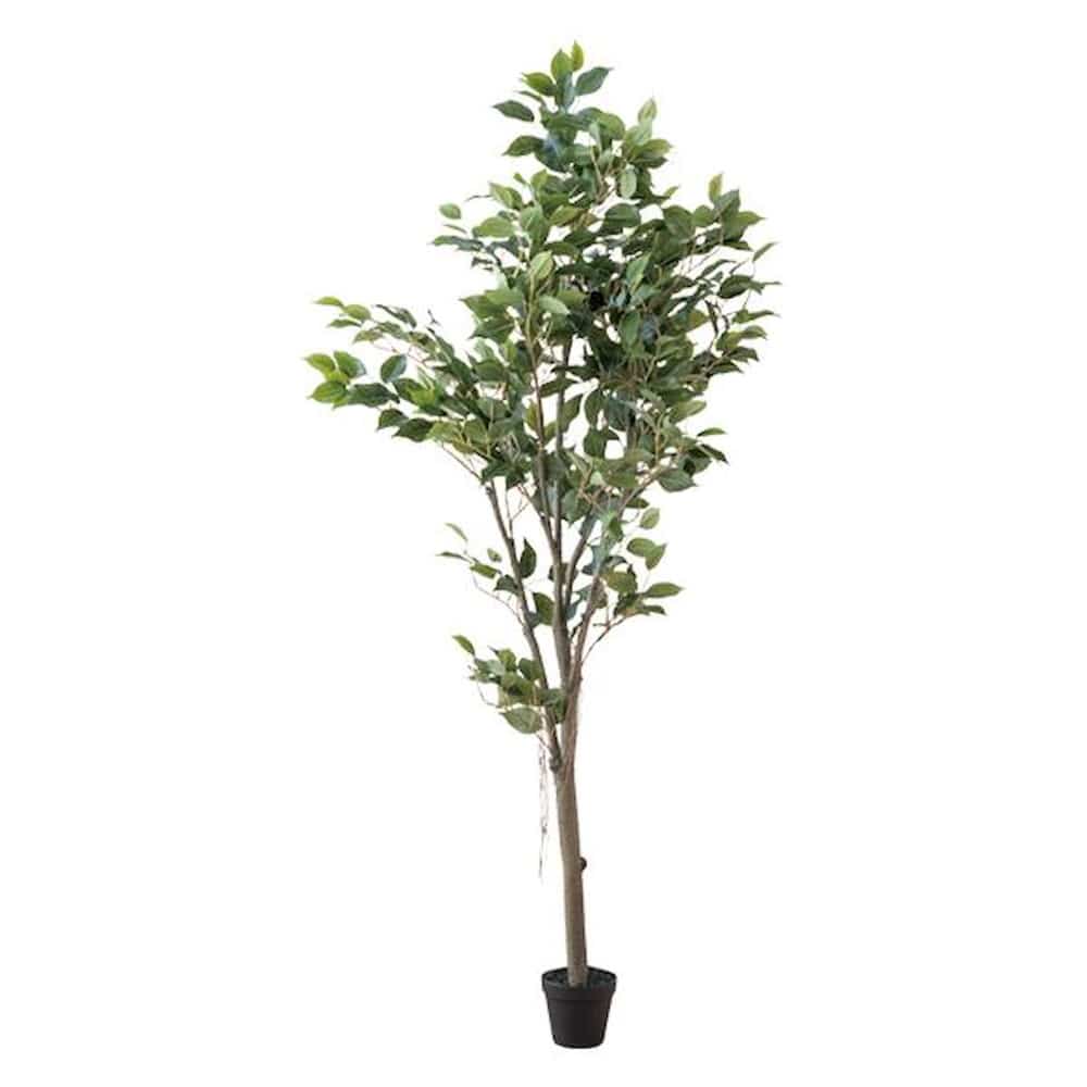 フィカスツリー 80955 【直送品】 返品・キャンセル・他商品と同時購入は不可