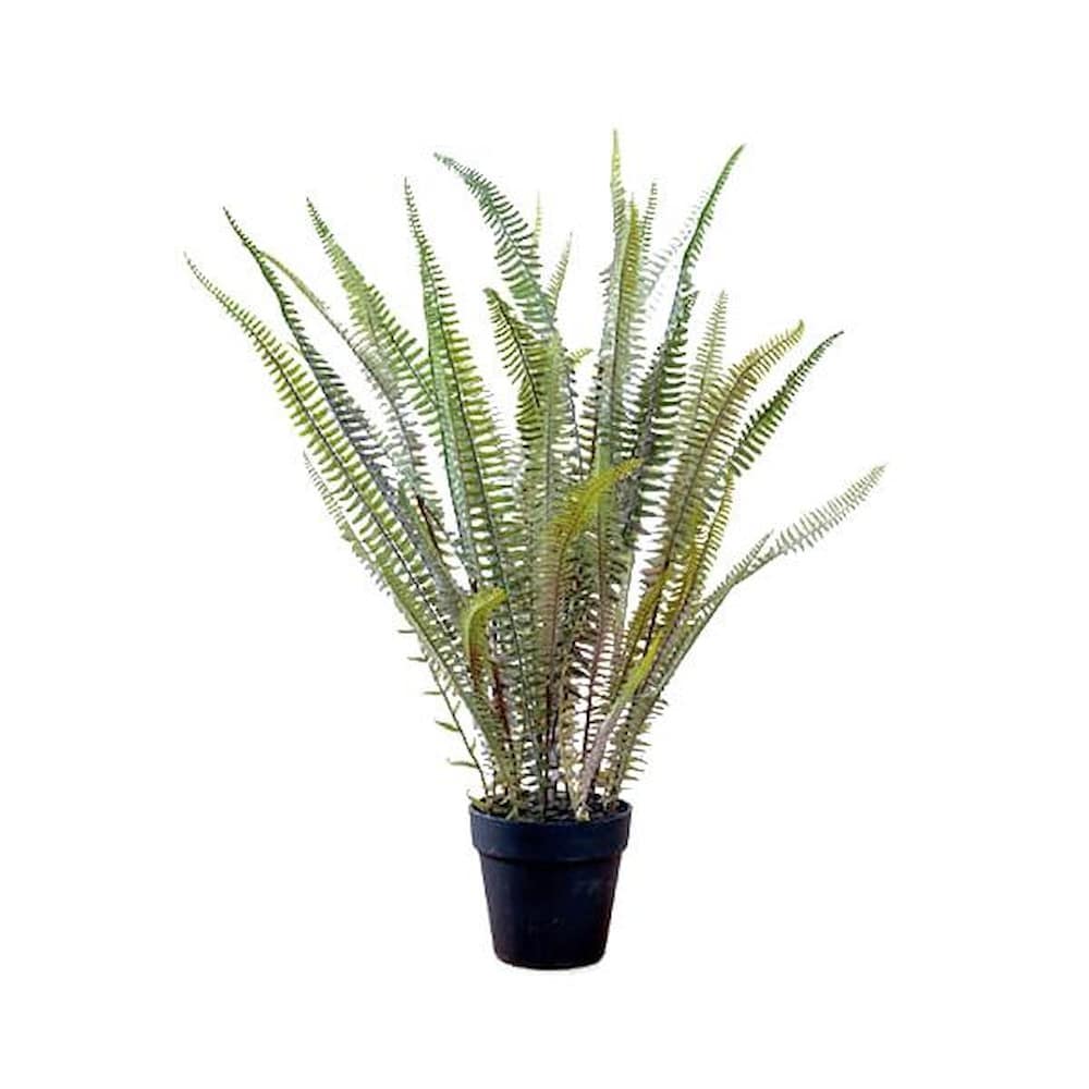 80978 ボストンファーン 【直送品】 返品・キャンセル・他商品と同時購入は不可