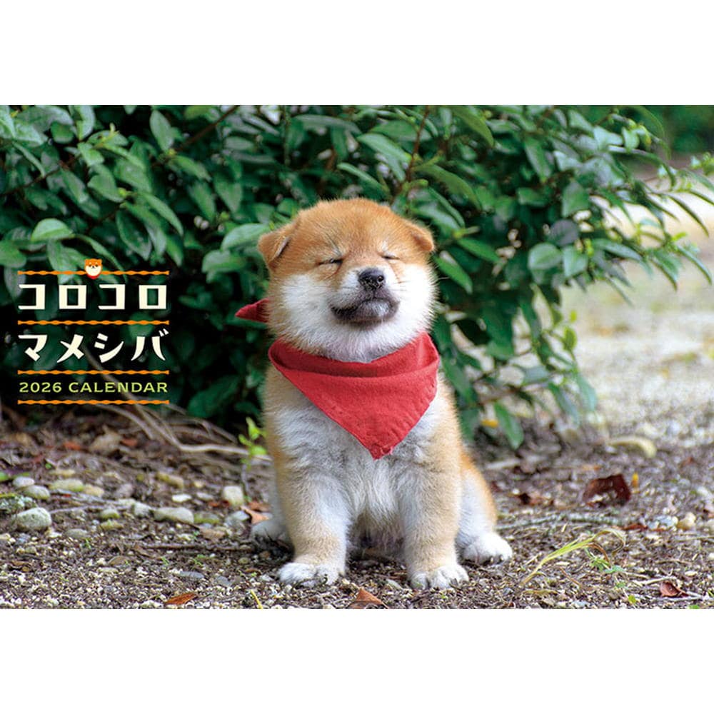 トライエックス コロコロマメシバ 2026年 カレンダー▼返品不可