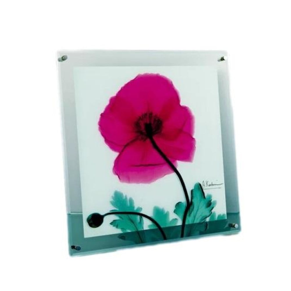 X RAY ガラス アート「ポピー マルサーラ」 Mサイズ 【直送品】 返品・キャンセル・他商品と同時購入は不可