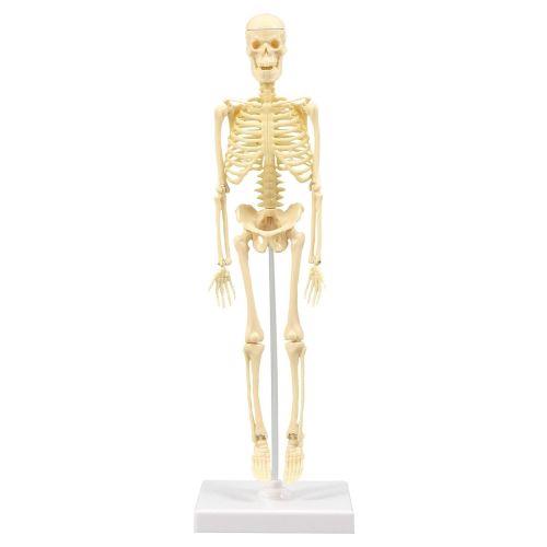 アーテック 人体骨格模型 30cm 93608