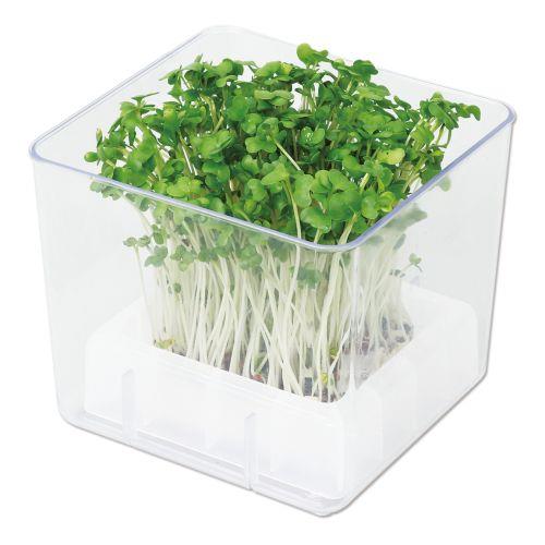 アーテック スプラウト栽培キット カイワレダイコン(夏工) 102980