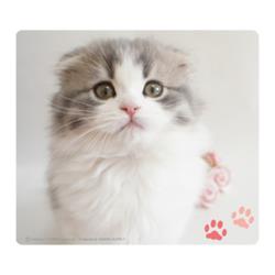 サンワサプライ MPD-215E スコティッシュフォールド 動物マウスパッド