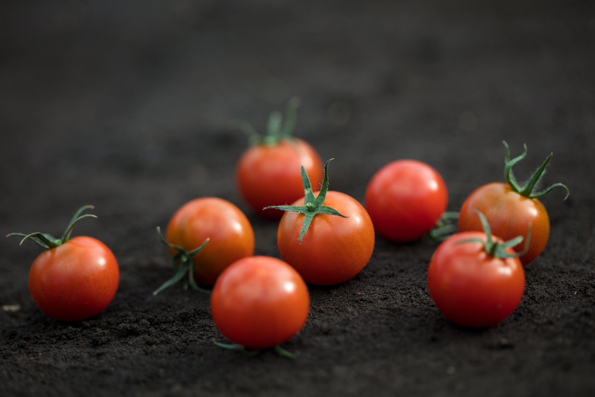 【産直品】あまえっこトマトジュースギフトセット(720ml×2本)