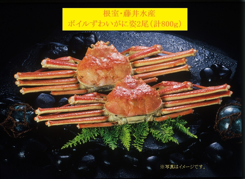【産直品】根室・藤井水産　ボイルすわいがに姿2尾（計800ｇ）※産直品のため他商品との同梱不可、沖縄・離島への配送不可　12/30～1/7の日付指定不可