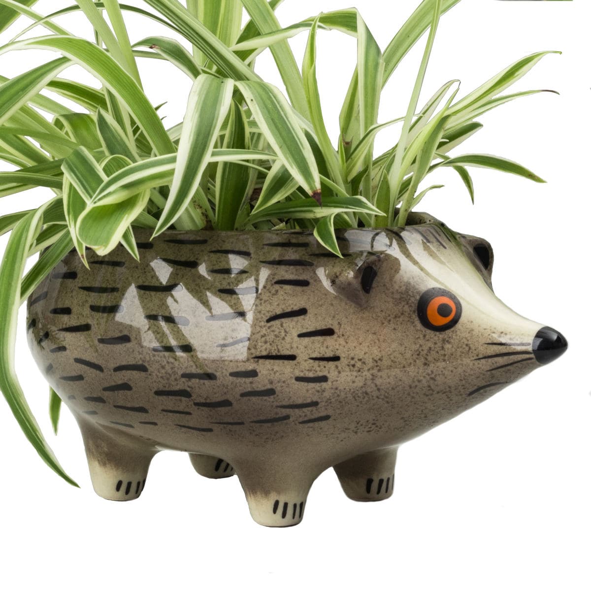 Hedgehog