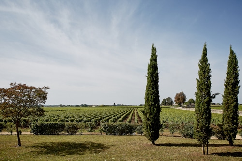 シャトー・クーテ 2016 / ソーテルヌ・バルサック格付け 第1級 Premier Cru