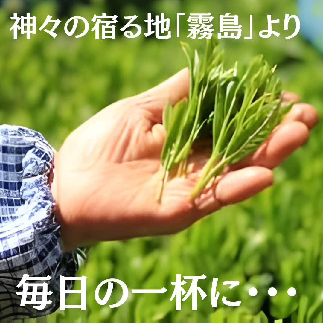 霧島茶 有機お抹茶霧の白・1箱(缶)