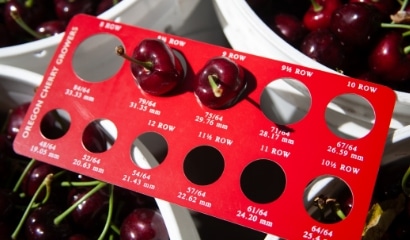 アメリカンチェリー特集｜JAL Mall｜ショッピングでマイルがたまる