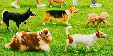 ペットパラダイス