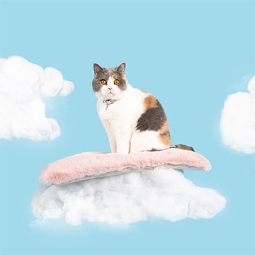 Cat Cloud（キャットベット）