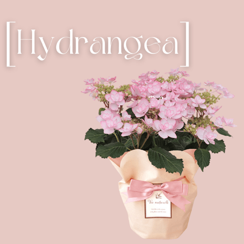 Hydrangea-1